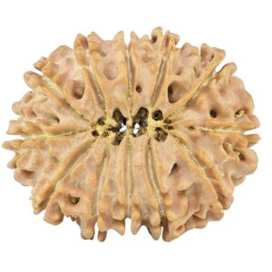 12 Mukhi Rudraksha 25.5mm 3.58gm - Rudraksha back