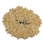 11 Mukhi Rudraksha 23.3mm 3.17gm - Rudraksha back