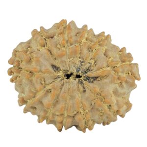 11 Mukhi Rudraksha 23.3mm 3.17gm - Rudraksha back