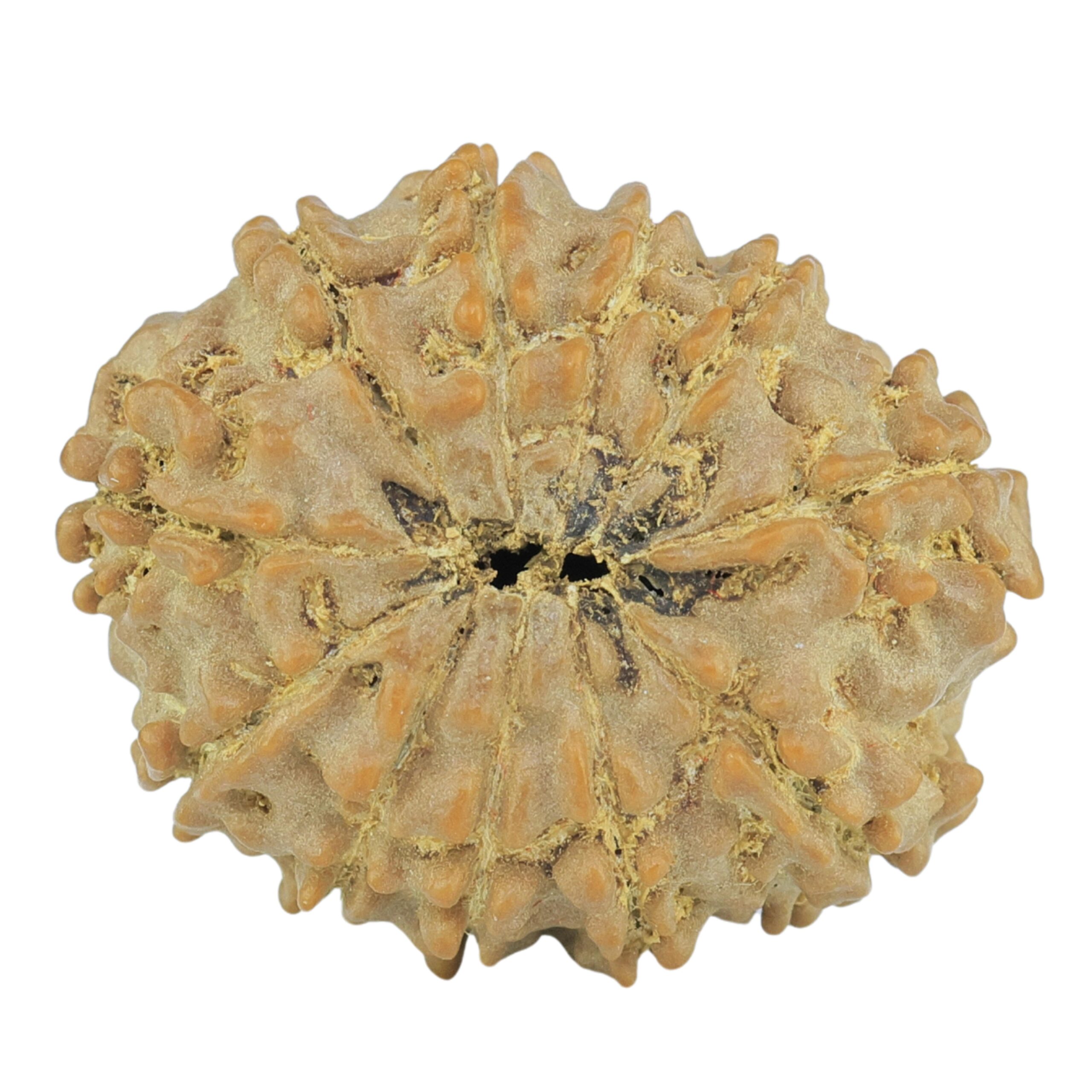 11 Mukhi Rudraksha 23.3mm 3.17gm - Rudraksha back