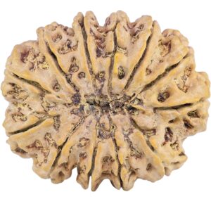 12 Mukhi Rudraksha 39.6mm 11.6gm - Rudraksha back