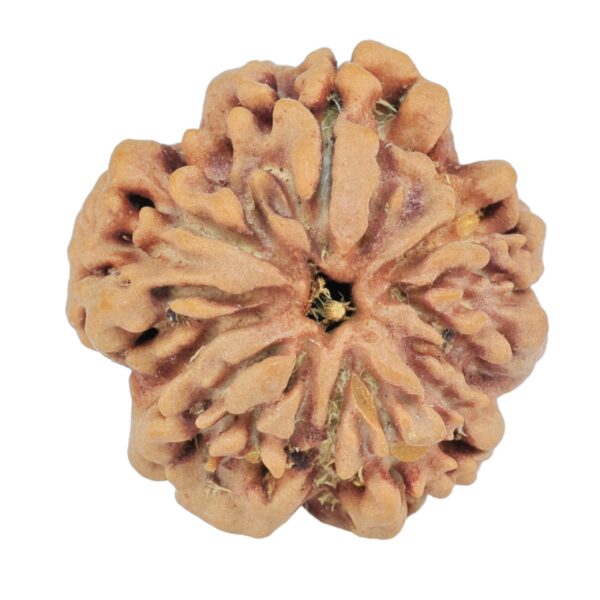 1MK(Underdeveloped) 22.5mm 3.45gm - Rudraksha back