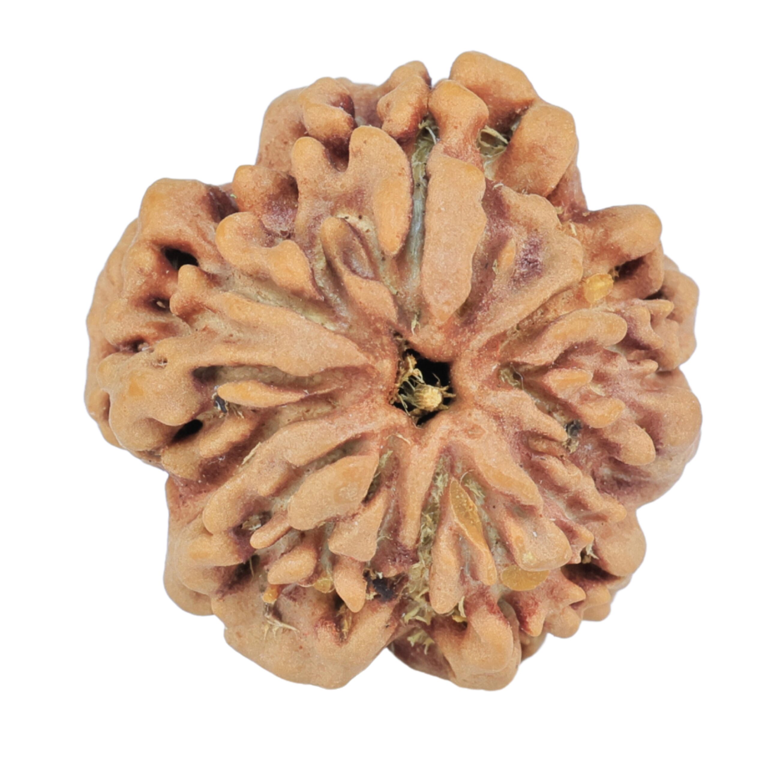 1MK(Underdeveloped) 22.5mm 3.45gm - Rudraksha back
