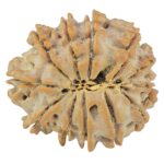 12 Mukhi Rudraksha 21.5mm 2.6gm - Rudraksha back