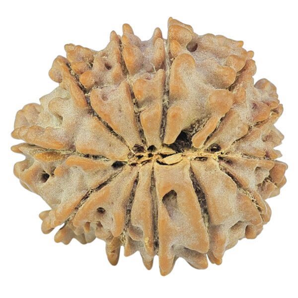 12 Mukhi Rudraksha 21.5mm 2.6gm - Rudraksha back