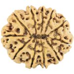 11 Mukhi Rudraksha 32.4mm 7.35gm - Rudraksha back