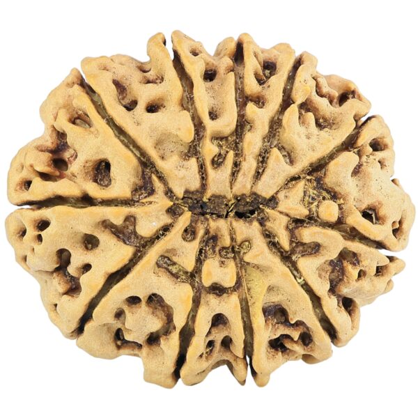 11 Mukhi Rudraksha 32.4mm 7.35gm - Rudraksha back