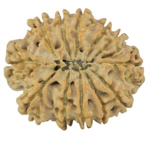 12 Mukhi Rudraksha 26.1mm 2.48gm - Rudraksha back