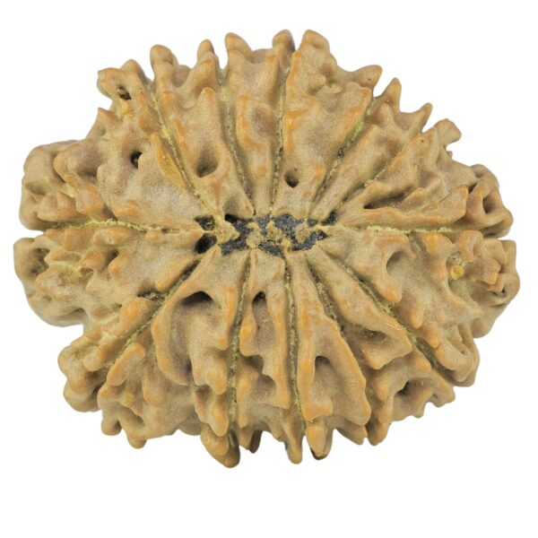 12 Mukhi Rudraksha 26.1mm 2.48gm - Rudraksha back