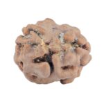 2 Mukhi Rudraksha 15.7mm 1.26gm - Rudraksha back