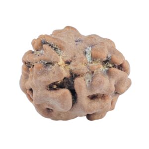 2 Mukhi Rudraksha 15.7mm 1.26gm - Rudraksha back