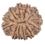 12 Mukhi Rudraksha 26.5mm 5gm - Rudraksha back