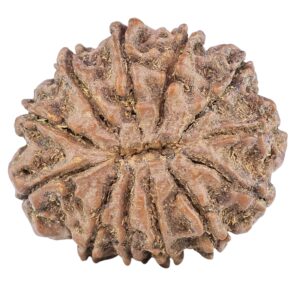 12 Mukhi Rudraksha 26.5mm 5gm - Rudraksha back