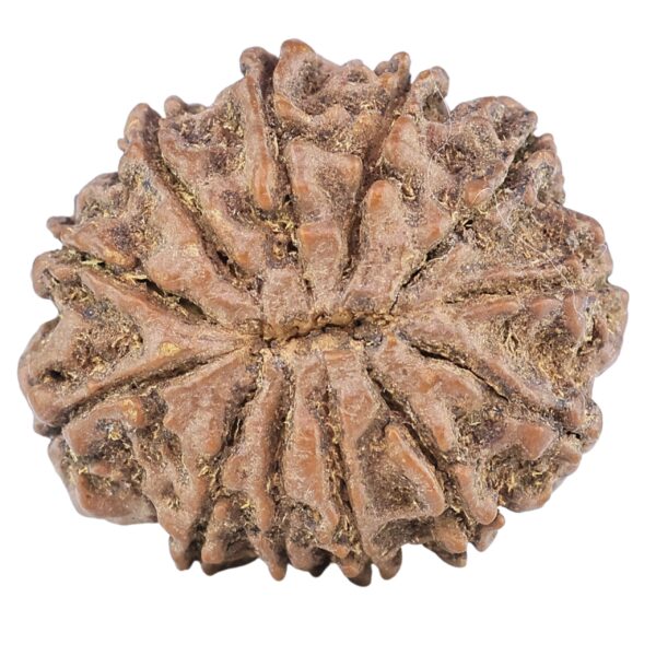 12 Mukhi Rudraksha 26.5mm 5gm - Rudraksha back
