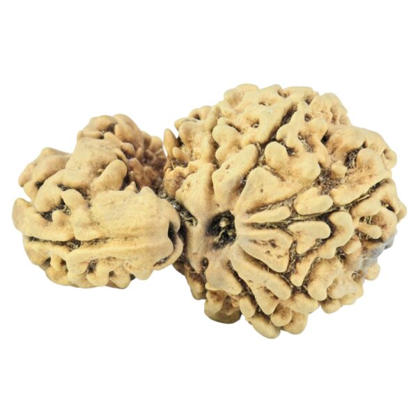 Sawar/Ganesh (7+1) 32.2mm 3.65gm - Rudraksha back