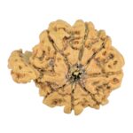 Sawar/Ganesh (8+1) 22.1mm 1.48gm - Rudraksha back