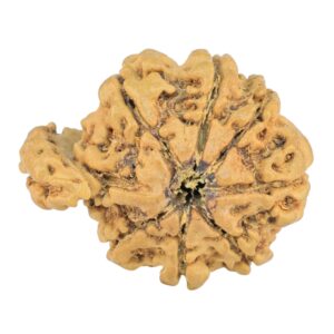 Sawar/Ganesh (8+1) 22.1mm 1.48gm - Rudraksha back