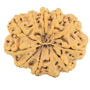 11 Mukhi Rudraksha 31.2mm 6gm - Rudraksha back