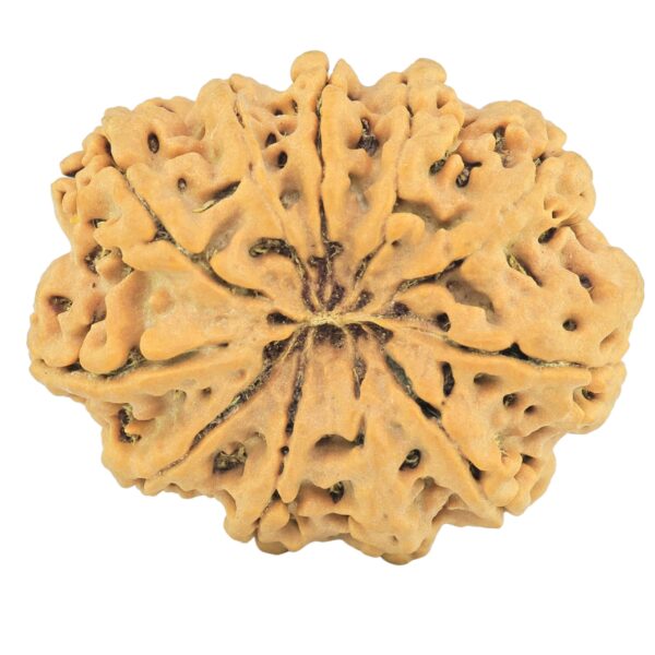 11 Mukhi Rudraksha 31.2mm 6gm - Rudraksha back