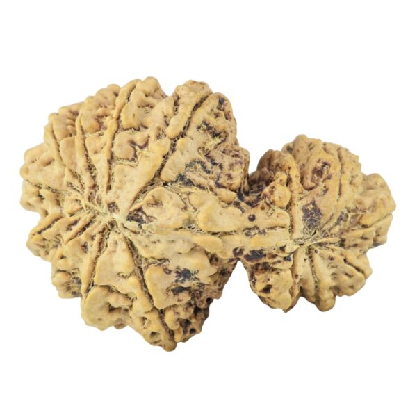 15 Mukhi Garbh Gauri 40.1mm 8.76gm - Rudraksha back