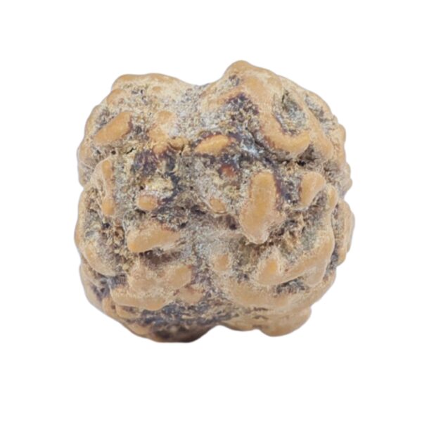 2 Mukhi Rudraksha 23.4mm 1.52gm - Rudraksha back