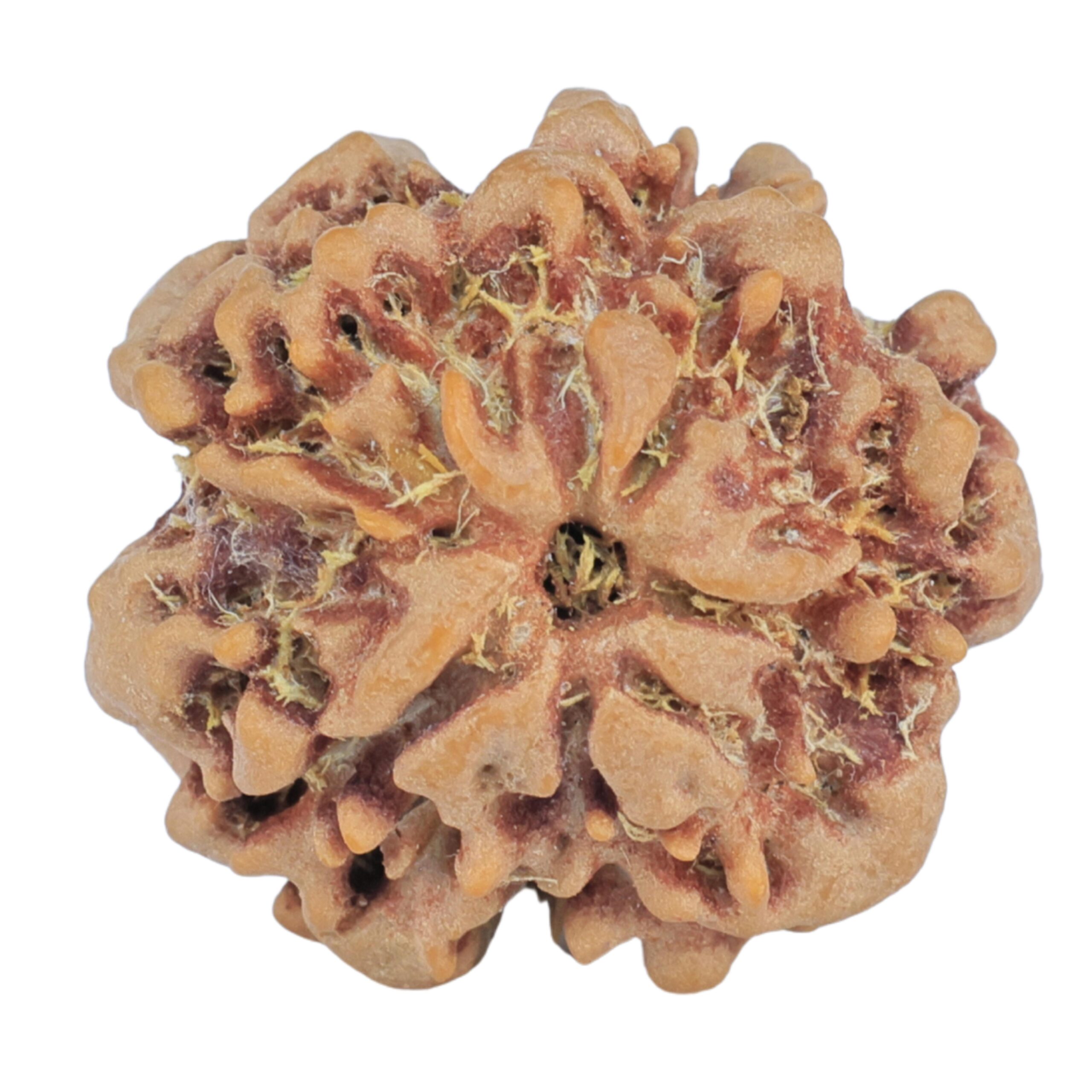 1MK(Underdeveloped) 21.1mm 3gm - Rudraksha back