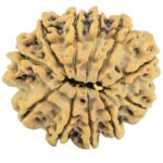 11 Mukhi Rudraksha 29.9mm 7gm - Rudraksha back
