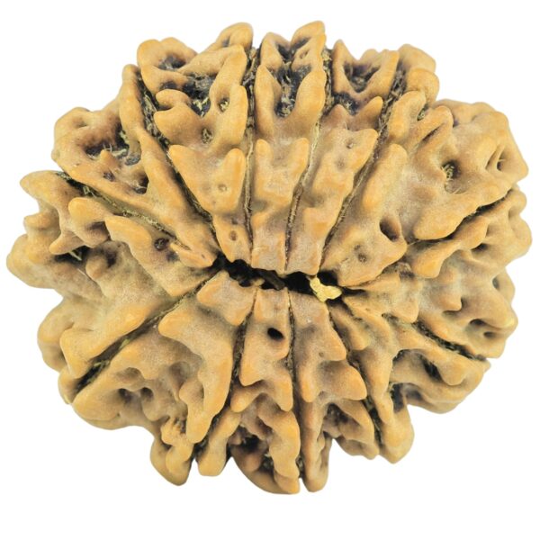 11 Mukhi Rudraksha 29.9mm 7gm - Rudraksha back