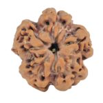 1MK(Underdeveloped) 23mm 4gm - Rudraksha back