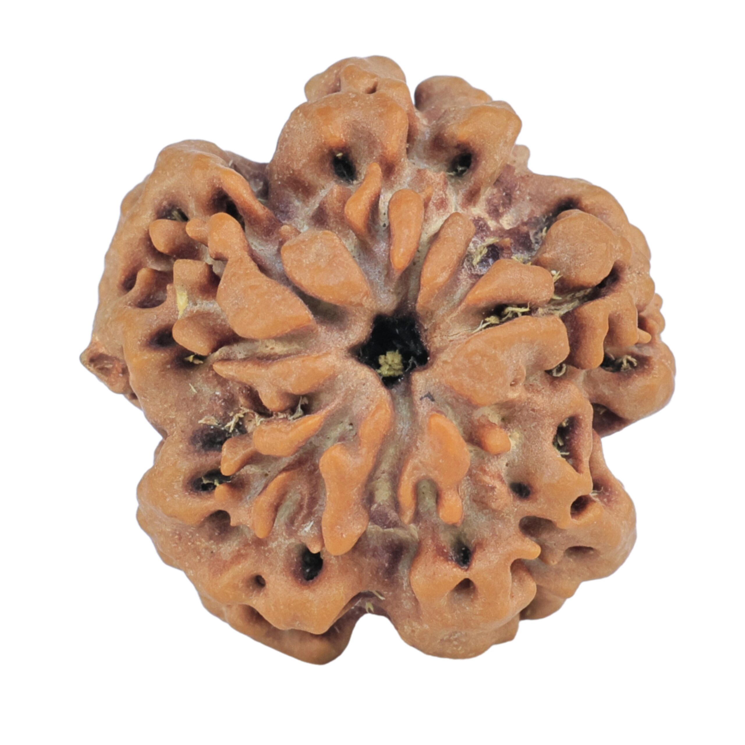 1MK(Underdeveloped) 23mm 4gm - Rudraksha back