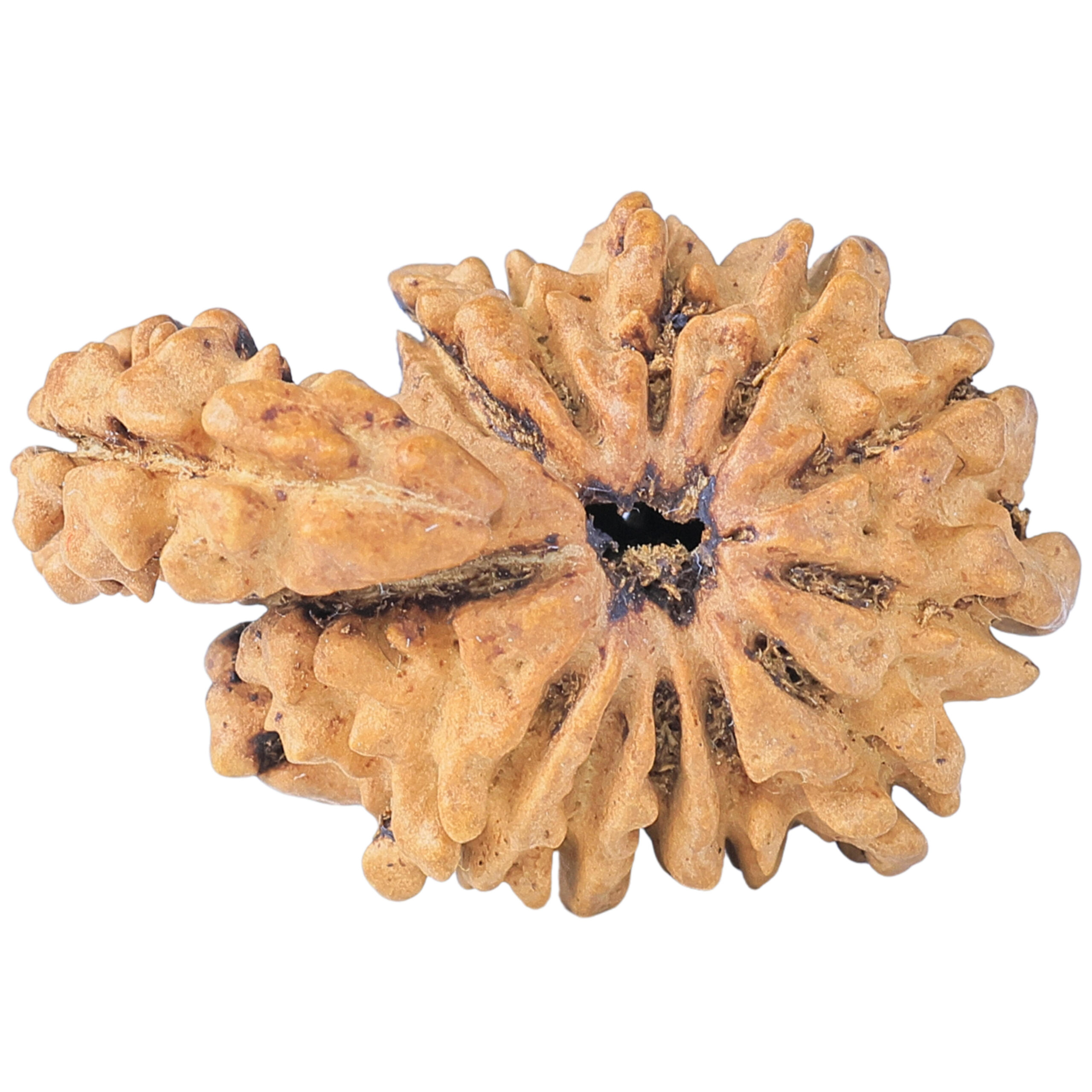 Sawar/Ganesh (12+1) 29.1mm 2.76gm - Rudraksha back
