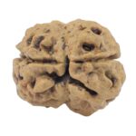 2 Mukhi Rudraksha 22.2mm 1.79gm - Rudraksha back
