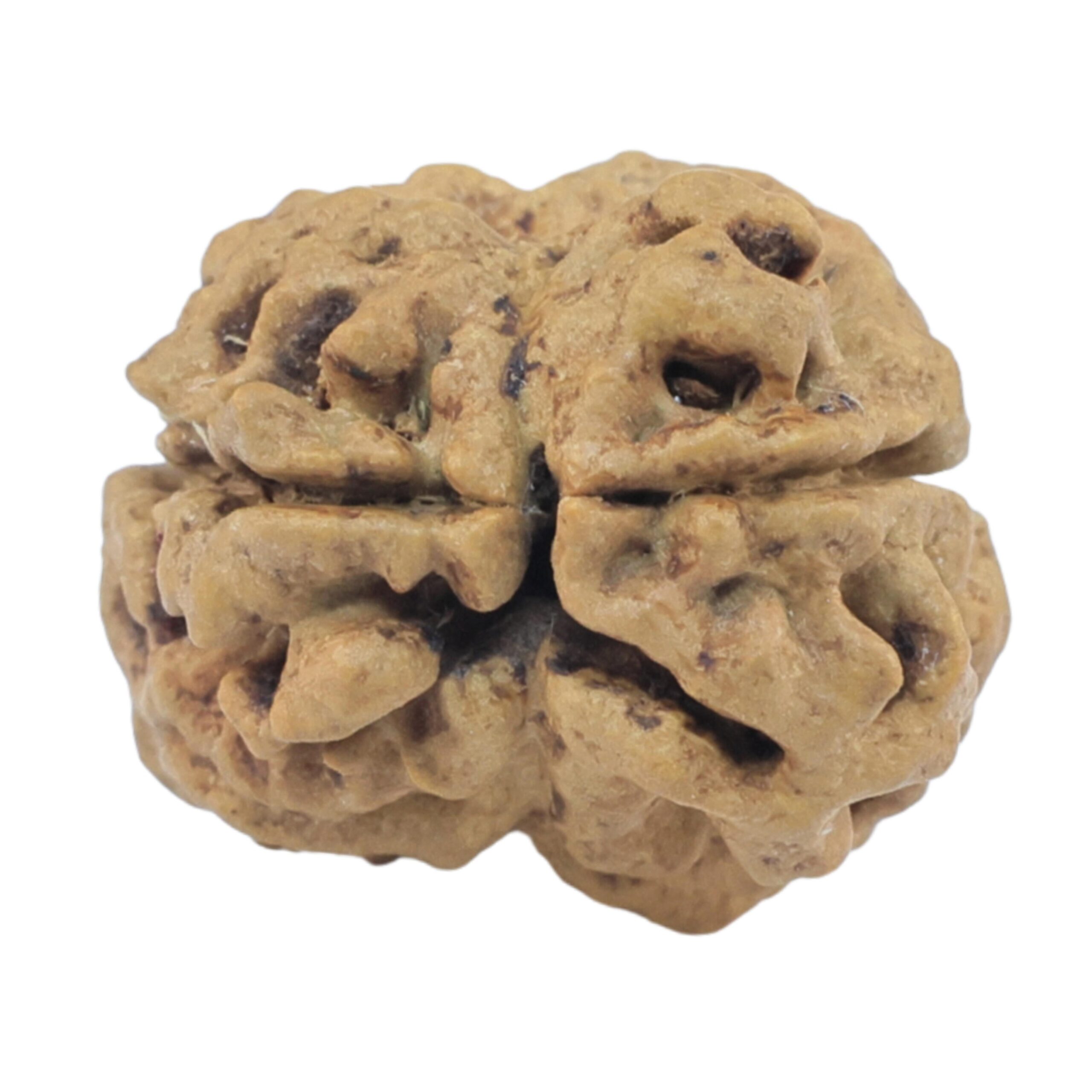 2 Mukhi Rudraksha 22.2mm 1.79gm - Rudraksha back