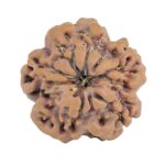 1MK(Underdeveloped) 22mm 3.45gm - Rudraksha back
