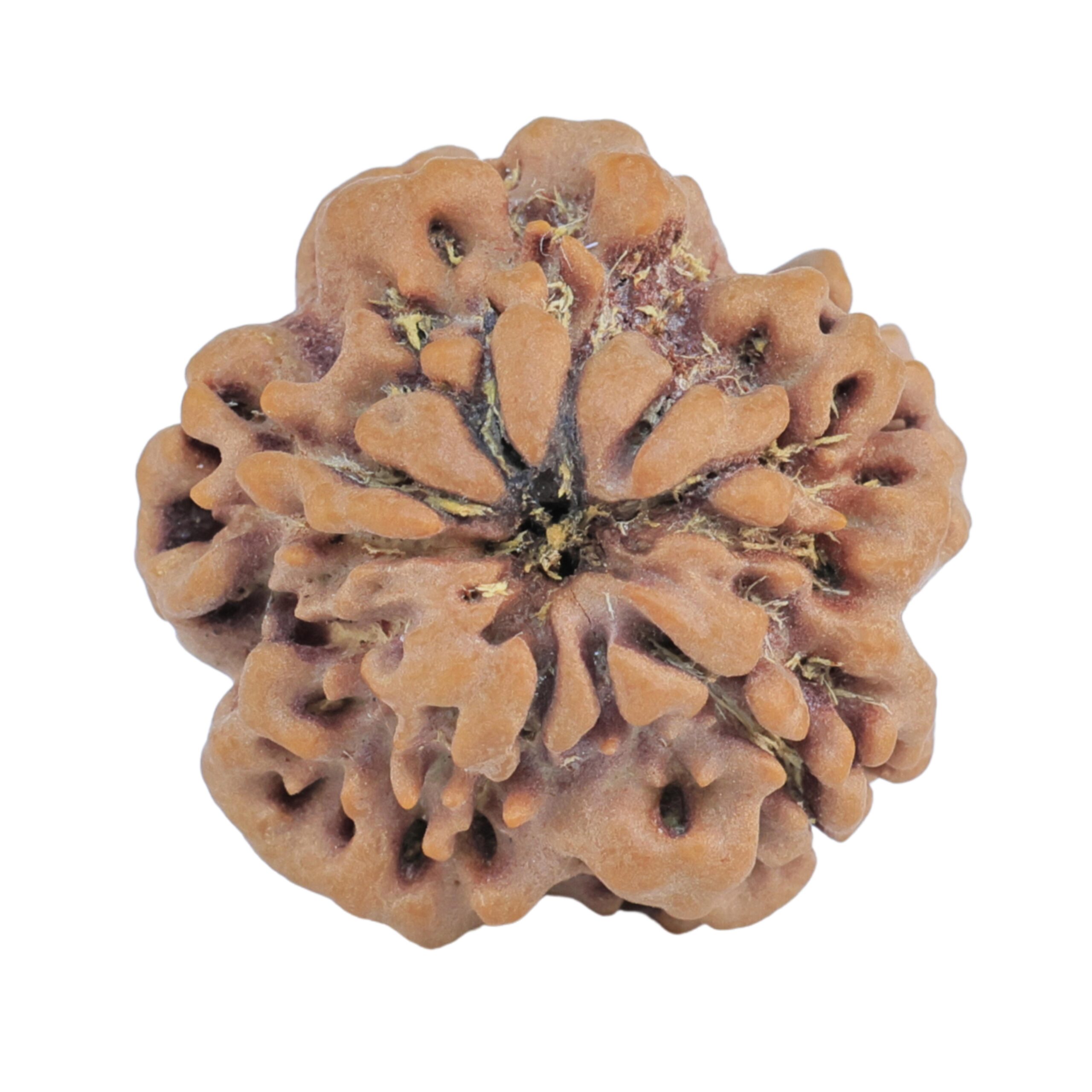 1MK(Underdeveloped) 22mm 3.45gm - Rudraksha back
