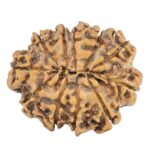 11 Mukhi Rudraksha 25.3mm 3.56gm - Rudraksha back