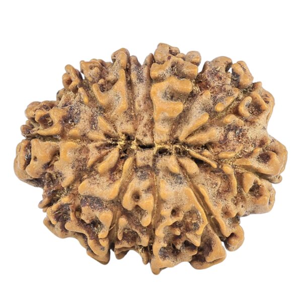11 Mukhi Rudraksha 25.3mm 3.56gm - Rudraksha back
