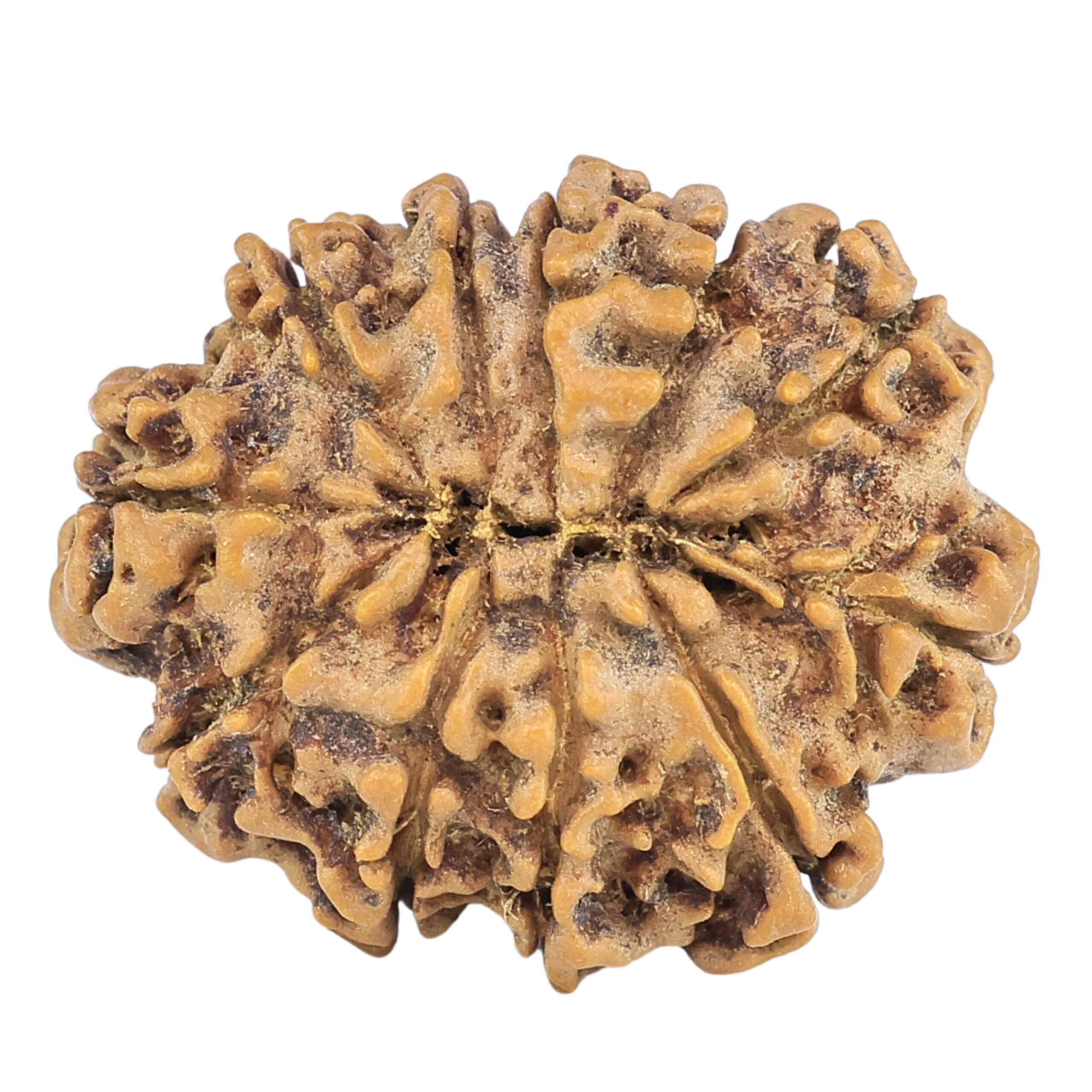 11 Mukhi Rudraksha 25.3mm 3.56gm - Rudraksha back