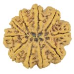 10 Mukhi Rudraksha 36.2mm 11.2gm - Rudraksha back