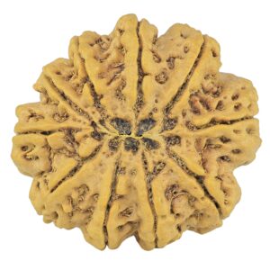 10 Mukhi Rudraksha 36.2mm 11.2gm - Rudraksha back
