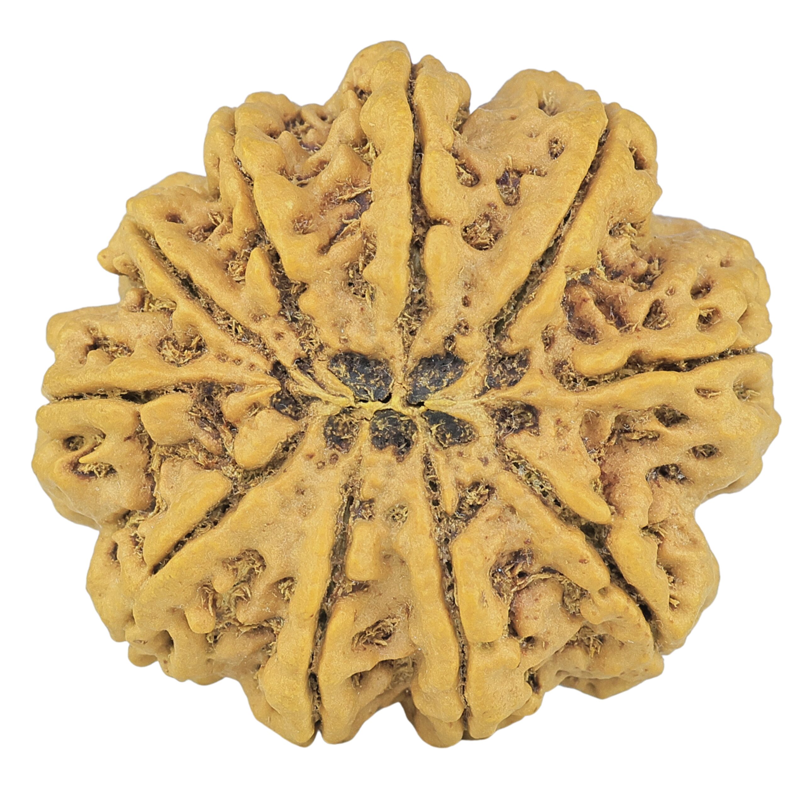 10 Mukhi Rudraksha 36.2mm 11.2gm - Rudraksha back