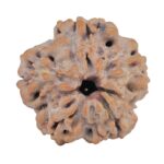1MK(Underdeveloped) 20.6mm 3gm - Rudraksha back