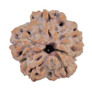 1MK(Underdeveloped) 20.6mm 3gm - Rudraksha back
