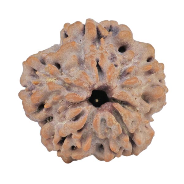 1MK(Underdeveloped) 20.6mm 3gm - Rudraksha back