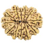12 Mukhi Rudraksha 27.8mm 3.23gm - Rudraksha back