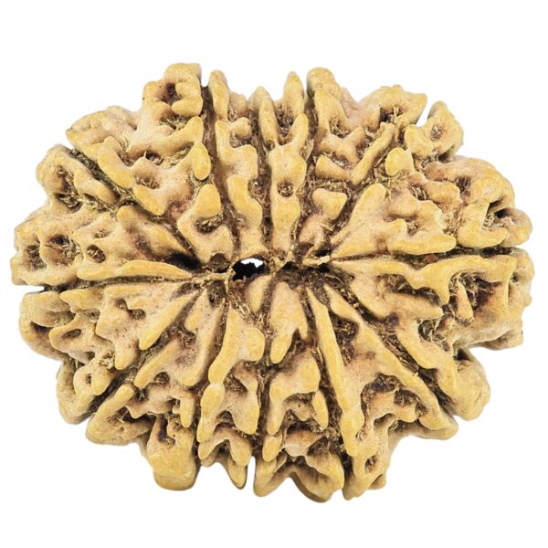 12 Mukhi Rudraksha 27.8mm 3.23gm - Rudraksha back