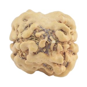 2 Mukhi Rudraksha 21.4mm 2gm - Rudraksha back