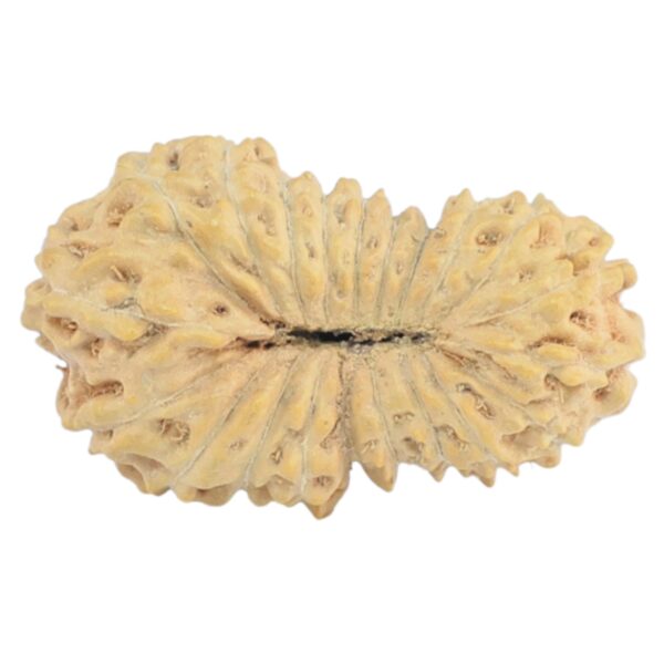 21 Mukhi Rudraksha 19.5mm 1.07gm - Rudraksha back