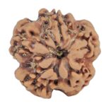 1MK(Underdeveloped) 23.2mm 4.05gm - Rudraksha back