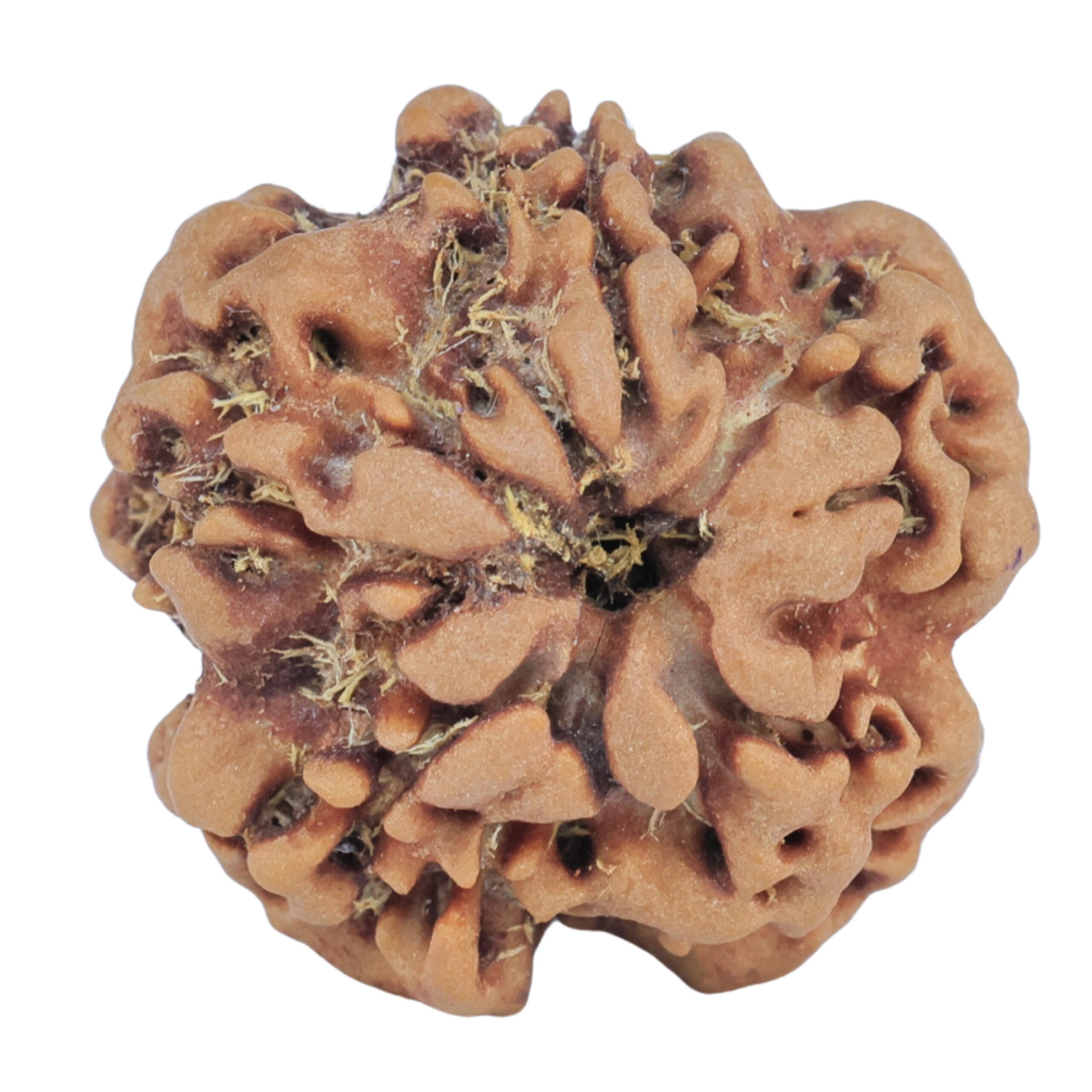 1MK(Underdeveloped) 23.2mm 4.05gm - Rudraksha back